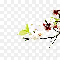 木棉花-空若网 木棉花-空若网