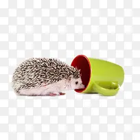 想进杯子的刺猬-空若网 想进杯子的刺猬-空若网