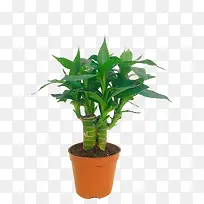 步步高观音竹 绿色观音竹 发财树-空若网 步步高观音竹 绿色观音竹 发财树-空若网