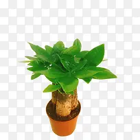 发财树 绿色植物-空若网 发财树 绿色植物-空若网