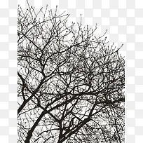 透明背景的树-空若网 透明背景的树-空若网