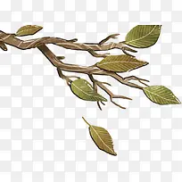 ��ͨ��Ҷ��֦�ز�-������