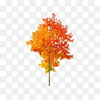 一整颗枫叶树-空若网 一整颗枫叶树-空若网