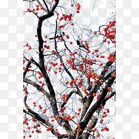 冬天带雪梅花树-空若网 冬天带雪梅花树-空若网