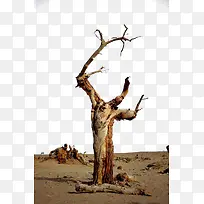 胡杨沙漠中干枯的树-空若网 胡杨沙漠中干枯的树-空若网