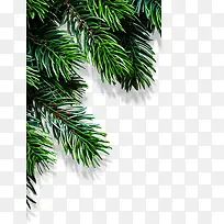 松树,树枝,植物-空若网 松树,树枝,植物-空若网