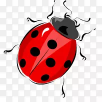 瓢虫图甲虫工作表虫的生活周期-空若网 瓢虫图甲虫工作表虫的生活周期-空若网