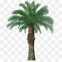 香蕉树-空若网 香蕉树-空若网