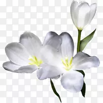 �л�ֲ�ﾥ����-����-������