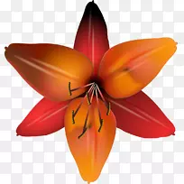 �л�������ֲ�����-����-������