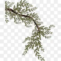 �ͷ�������֦-������