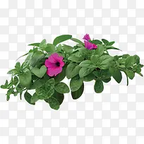 粉色春天促销花环-空若网 粉色春天促销花环-空若网