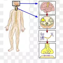 躯体神经系统、自主神经系统、交感神经系统、神经-空若网 躯体神经系统、自主神经系统、交感神经系统、神经-空若网