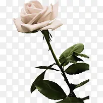 粉色可爱玫瑰盛开-空若网 粉色可爱玫瑰盛开-空若网