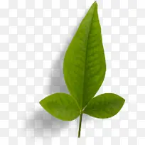 ˮ����֦��ҶPNG���-������