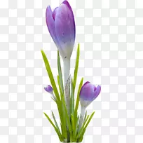 花紫罗兰-野花-空若网 花紫罗兰-野花-空若网