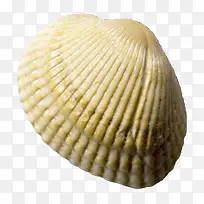 贝壳动物蛤蜊-空若网 贝壳动物蛤蜊-空若网