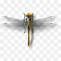 蜻蜓模型-空若网 蜻蜓模型-空若网