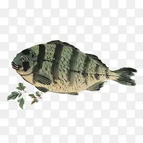 水彩小鱼-空若网 水彩小鱼-空若网