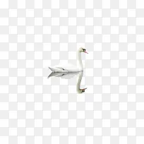 白色天鹅-空若网 白色天鹅-空若网