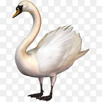 可爱的天鹅-空若网 可爱的天鹅-空若网