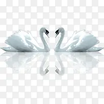 白色天鹅摄影角度-空若网 白色天鹅摄影角度-空若网