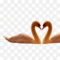 唯美天鹅高清动物-空若网 唯美天鹅高清动物-空若网