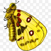 蝴蝶-空若网 蝴蝶-空若网