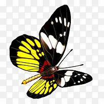 蝴蝶-空若网 蝴蝶-空若网