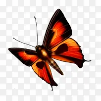 蝴蝶-空若网 蝴蝶-空若网