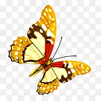 蝴蝶-空若网 蝴蝶-空若网