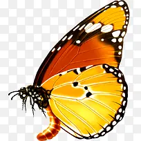 蝴蝶-空若网 蝴蝶-空若网