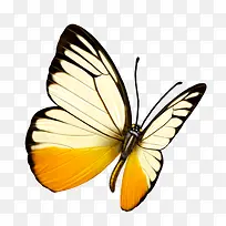 蝴蝶-空若网 蝴蝶-空若网