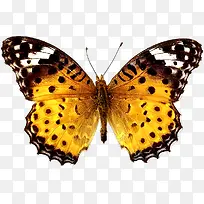 蝶蝴-空若网 蝶蝴-空若网