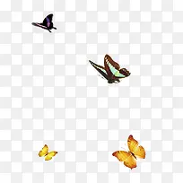 蝴蝶飘舞-空若网 蝴蝶飘舞-空若网