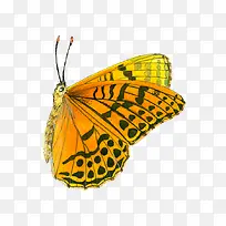 黄色蝴蝶-空若网 黄色蝴蝶-空若网
