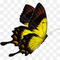 黄色飞舞蝴蝶昆虫-空若网 黄色飞舞蝴蝶昆虫-空若网