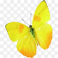 ��ɫˮ�ʺ����ɰ�-������