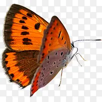 黄色时尚设计蝴蝶-空若网 黄色时尚设计蝴蝶-空若网