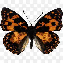 黄色可爱美丽蝴蝶-空若网 黄色可爱美丽蝴蝶-空若网