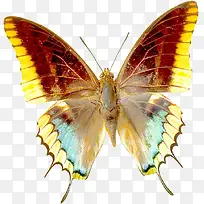 高清黄色翅膀蝴蝶-空若网 高清黄色翅膀蝴蝶-空若网
