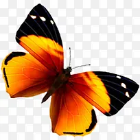 黄色高清翅膀蝴蝶-空若网 黄色高清翅膀蝴蝶-空若网