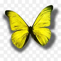 可爱黄色亮光蝴蝶-空若网 可爱黄色亮光蝴蝶-空若网
