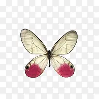 粉色蝴蝶-空若网 粉色蝴蝶-空若网