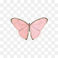 粉色蝴蝶-空若网 粉色蝴蝶-空若网