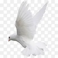 张开翅膀的和平鸽-空若网 张开翅膀的和平鸽-空若网