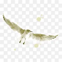 �ſ����İ�ӥ-������