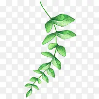 ��֦��ҶƯ��-������