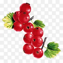 新鲜水果-空若网 新鲜水果-空若网