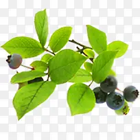 新鲜蓝莓水果植物树枝-空若网 新鲜蓝莓水果植物树枝-空若网